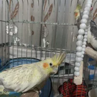 عروس هلندی ماده|پرنده|شیراز, تندگویان|دیوار