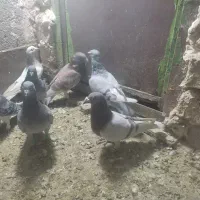 سی تاکبوتر پلاکی وپرشی|پرنده|طرقبه, |دیوار