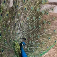 طاووس