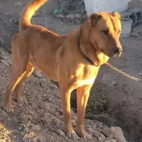 سگ گل ای|سگ|ملک‌آباد, |دیوار