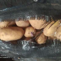 سیب زمینی اکریا اردبیل آقاباقر