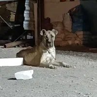 سگ سرابی|سگ|مشهد, شهرک صنعتی مشهد|دیوار
