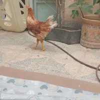 خروس ۶ماهه
