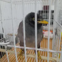 سلام جوجه مینا ۸ماهه بازیگوش|پرنده|تربت جام, مسکن مهر|دیوار