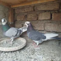 کبوتر باخت رفته