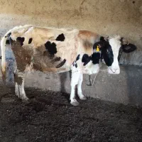 گاو شکم چهارم