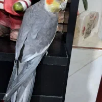 عروس هلندی|پرنده|آباده, |دیوار