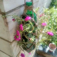 گل ناز جهت فروش در بوشهر