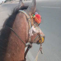 اسب|اسب و تجهیزات اسبسواری|بندر کنگان, |دیوار