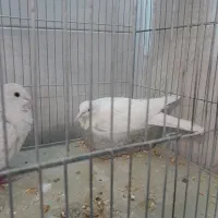 کبوتر تزئینی|پرنده|تهران, ائمه اطهار|دیوار