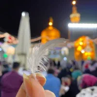 مشهد فقط۴۹۸