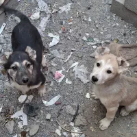 توله هم قال