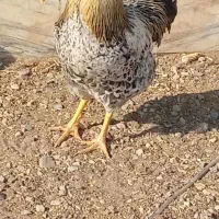 دو عدد خروس محلی|حیوانات مزرعه|بشاریات, |دیوار