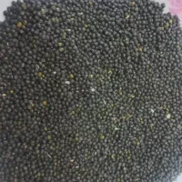 ماش سیاه