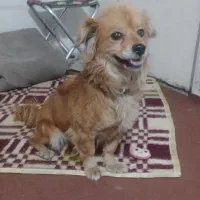 سگ اشپیتز|سگ|قم, ولیعصر|دیوار