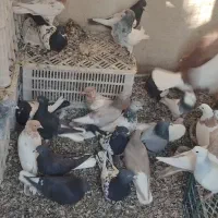 کبوتر رنگی|پرنده|هشتگرد, سعید آباد|دیوار