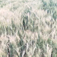 فروش گندم مهرگان