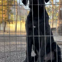 توله ماده کن کورسو با ابهت خاص|سگ|کرمان, |دیوار