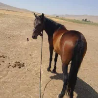 فروش مادیان 3 ساله