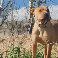 ماده پیتبول