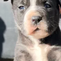 فروش توله سگ نژاد کن کورسو