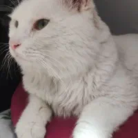 واگذاری گربه وان ترکیش پرشین|گربه|رشت, ولکس|دیوار