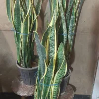 سانسوریا شمشیری