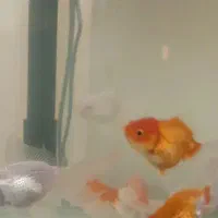 گلدفیش نژاد دار