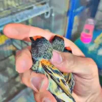 سهره تعدا همشون رو به مستی|پرنده|رامهرمز, |دیوار