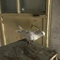 کفتر|پرنده|مشکین‌دشت, |دیوار