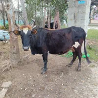 گاو با گوساله نر