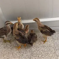 جوجه لری  عشایری