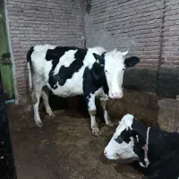 گاو|حیوانات مزرعه|هیر, |دیوار