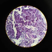 پروپوزال، مقاله، پایان نامه و ساخت پاورپوینت