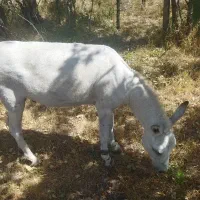 خر نر معاوضه با سگ گله