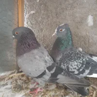 دو جفت تکپر|پرنده|گرگان, |دیوار