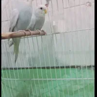 مرغ عشق ماملع بافنچ