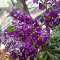 دوطبقه طبقه بالا