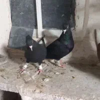 زاغ دم سفید نوک سفید