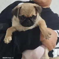 توله سگ پاگ