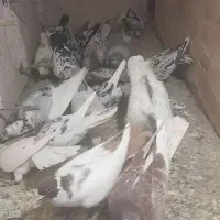 سار و سرور ابلغ|پرنده|گلبهار, شهر جدید گلبهار|دیوار