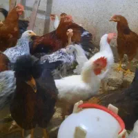 مرغ و خروس نیمچه