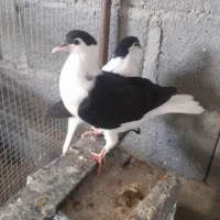 فروش کبوتر شهری افغانی