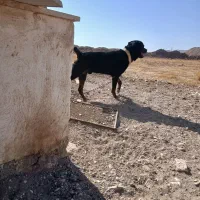 سگ روت فایلر اصیل نگهبان|سگ|قزوین, |دیوار