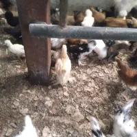 فروش عمده جوجه های تزئینی بالای ۱۰۰ عدد