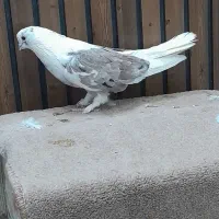 کفتر تهرانی کشیده سرور|پرنده|قم, سرحوض|دیوار