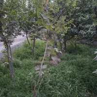 باغچه-کاسبی-پول-لازم-یبارک