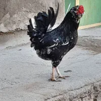 تخم مرغ گلین