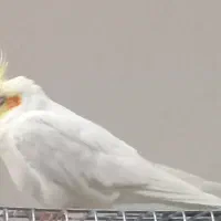 1 عدد عروس هلندی نر لوتیتو چشم شرابی فول دستی