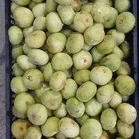 انجیر کیلویی ۱۰۰